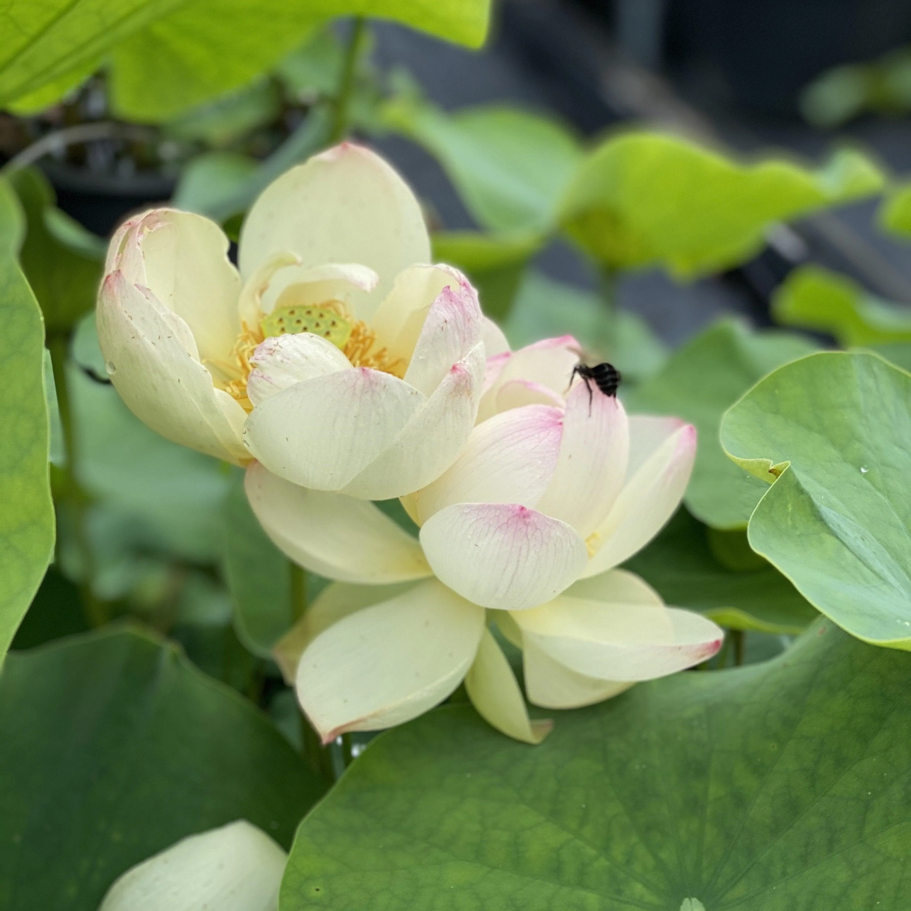 Dense Dew - Fresh as the Morning Dew Lotus (Bare Root)