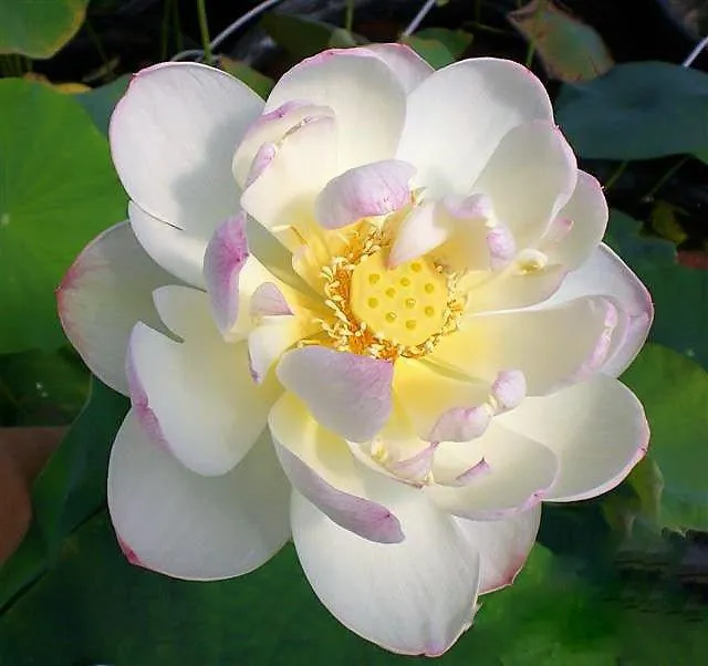 Dense Dew - Fresh as the Morning Dew Lotus (Bare Root)