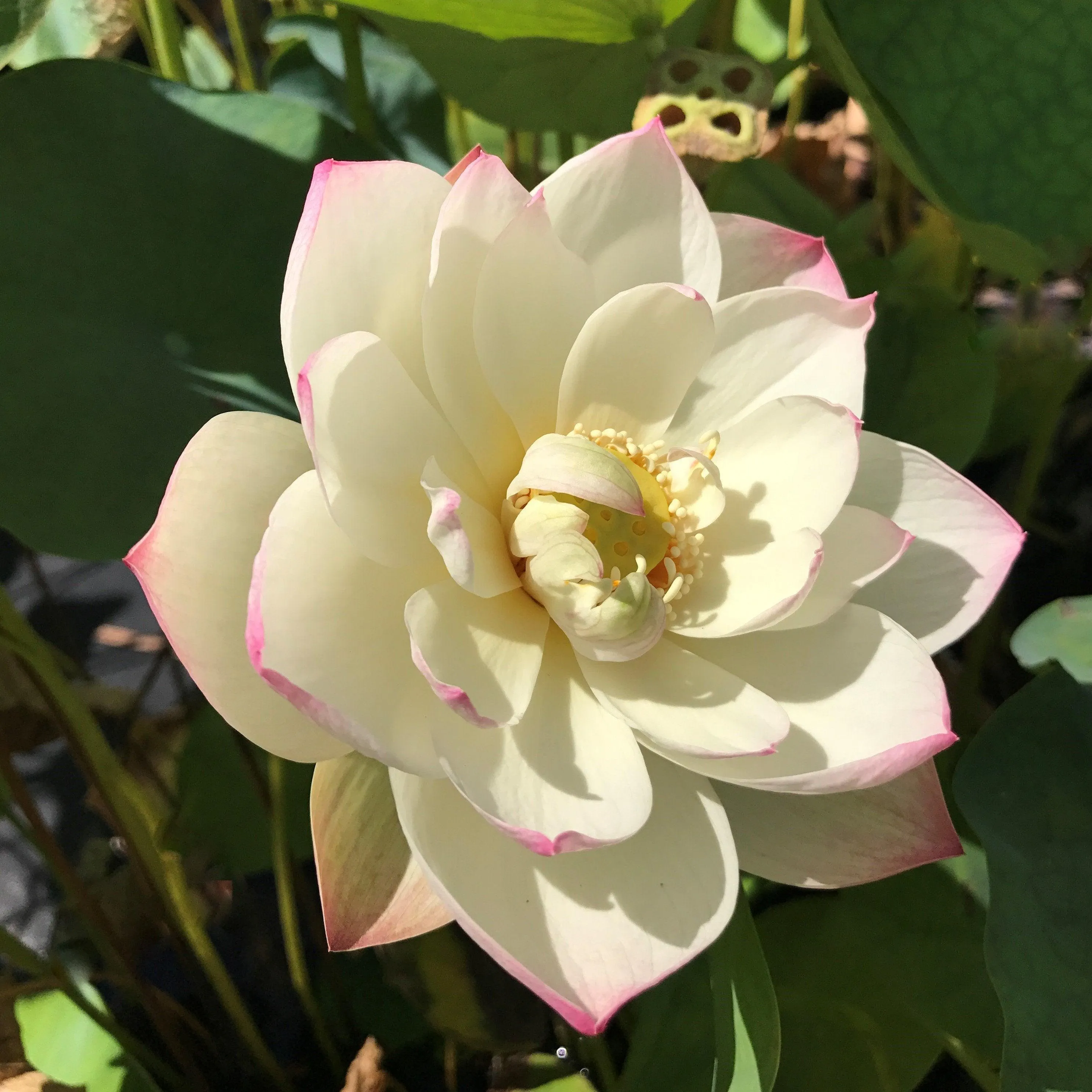 Dense Dew - Fresh as the Morning Dew Lotus (Bare Root)