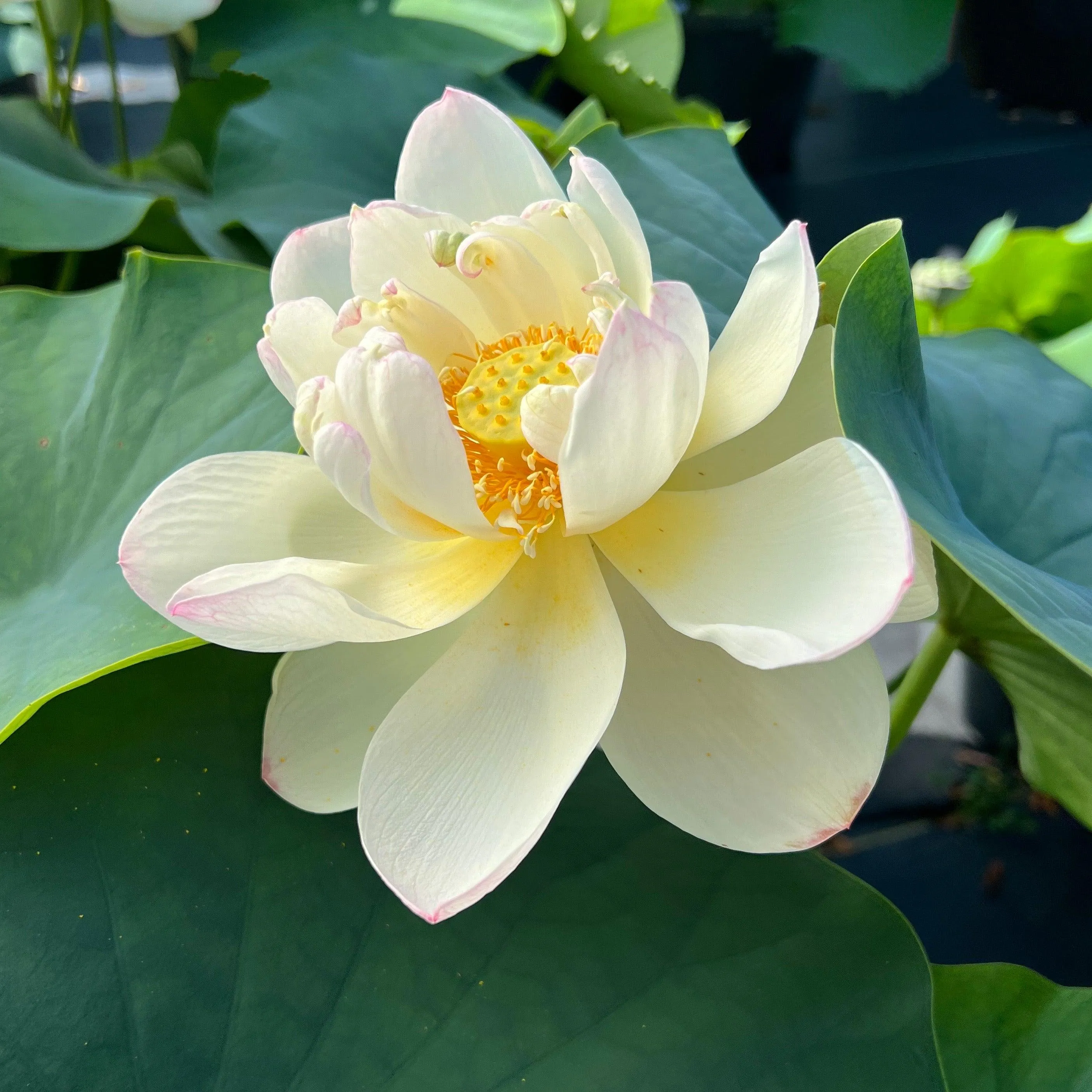 Dense Dew - Fresh as the Morning Dew Lotus (Bare Root)