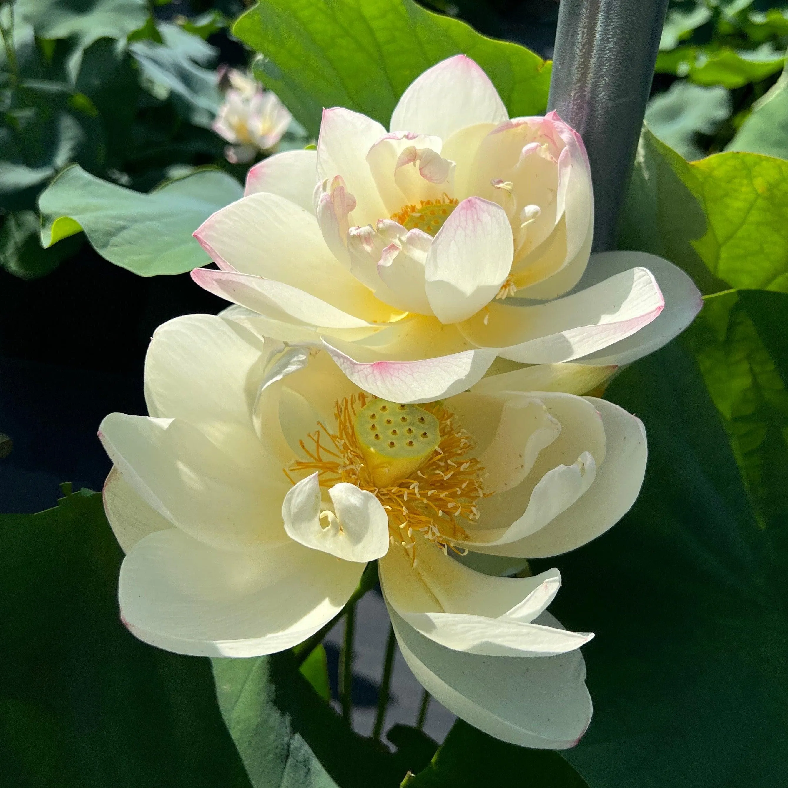Dense Dew - Fresh as the Morning Dew Lotus (Bare Root)