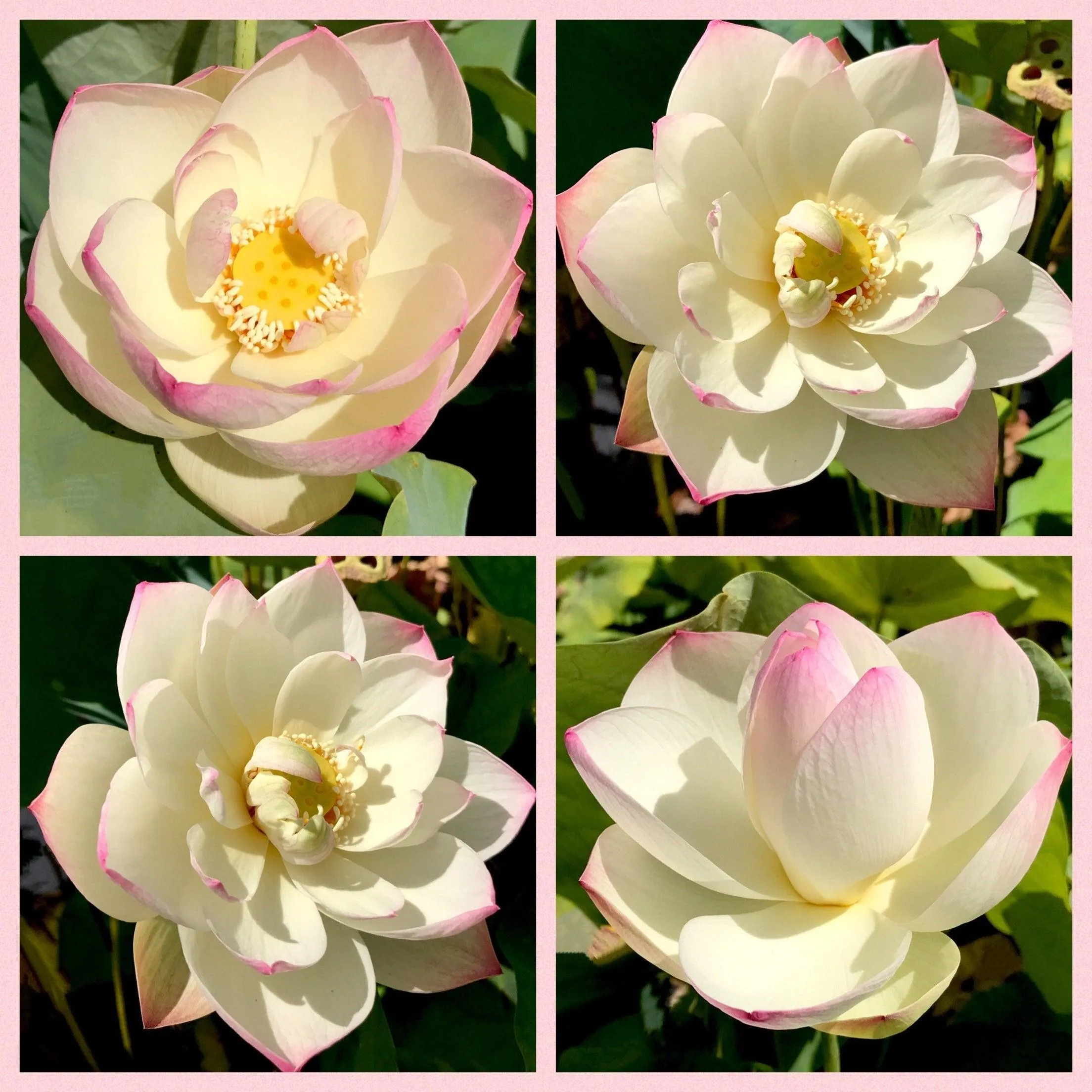 Dense Dew - Fresh as the Morning Dew Lotus (Bare Root)
