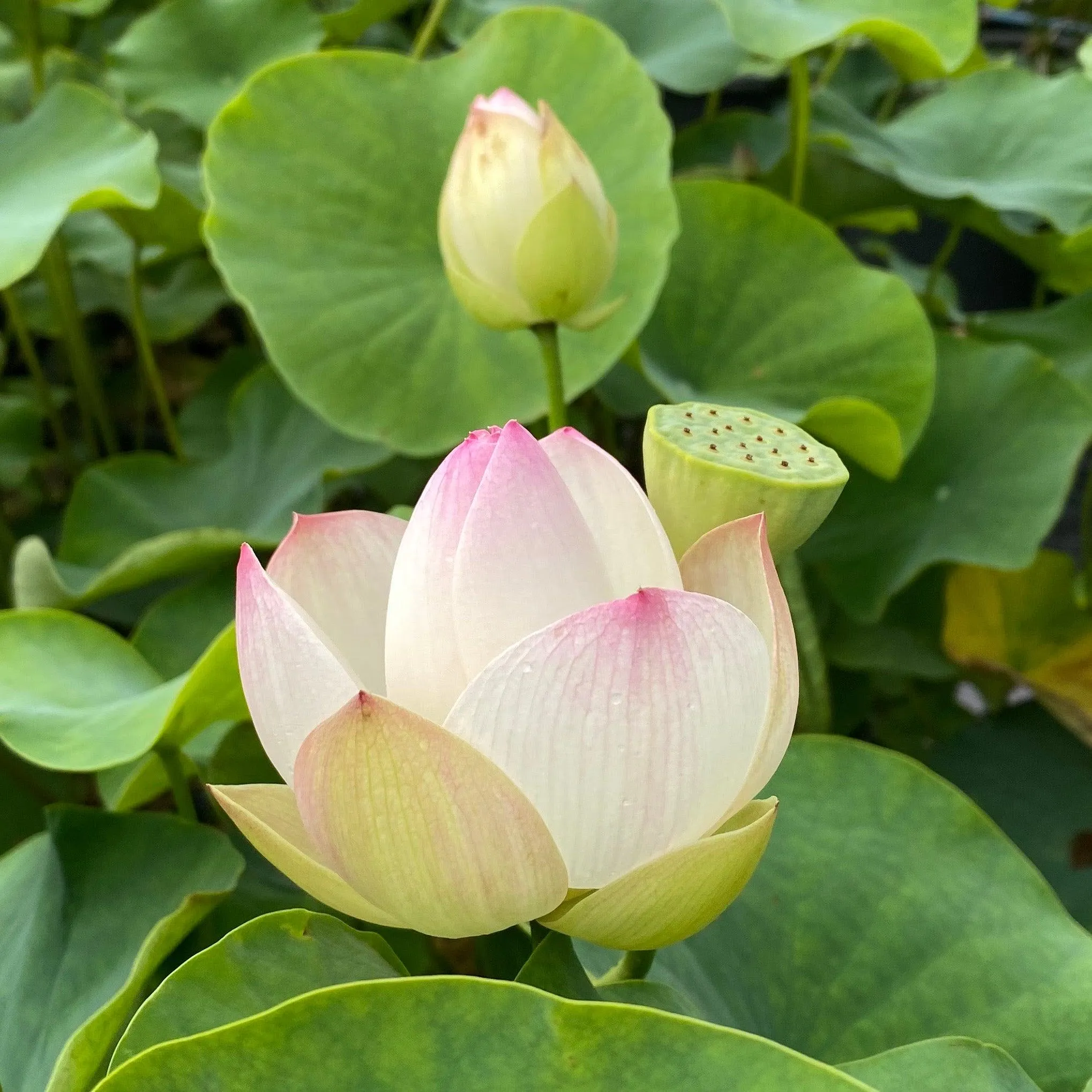 Dense Dew - Fresh as the Morning Dew Lotus (Bare Root)