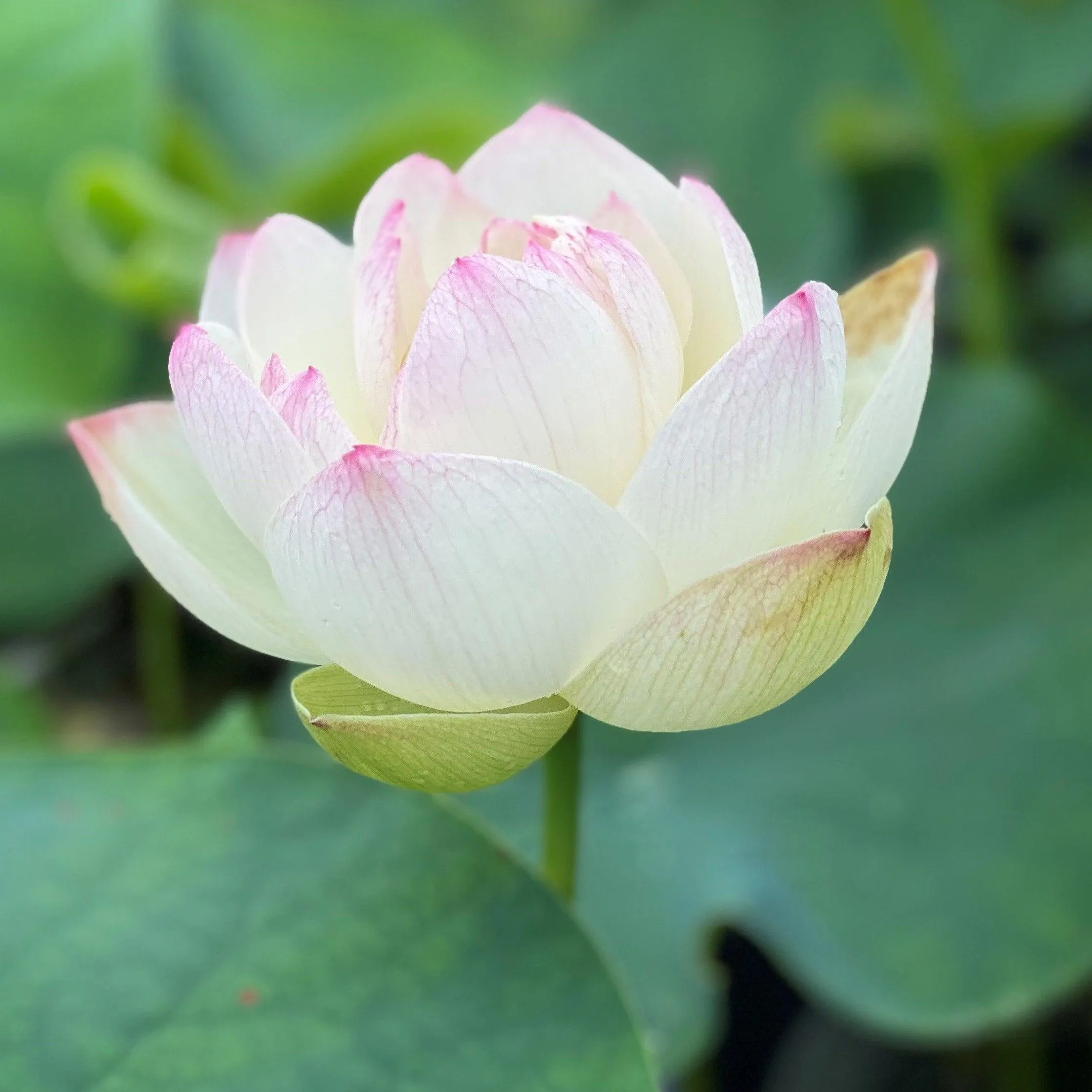 Dense Dew - Fresh as the Morning Dew Lotus (Bare Root)