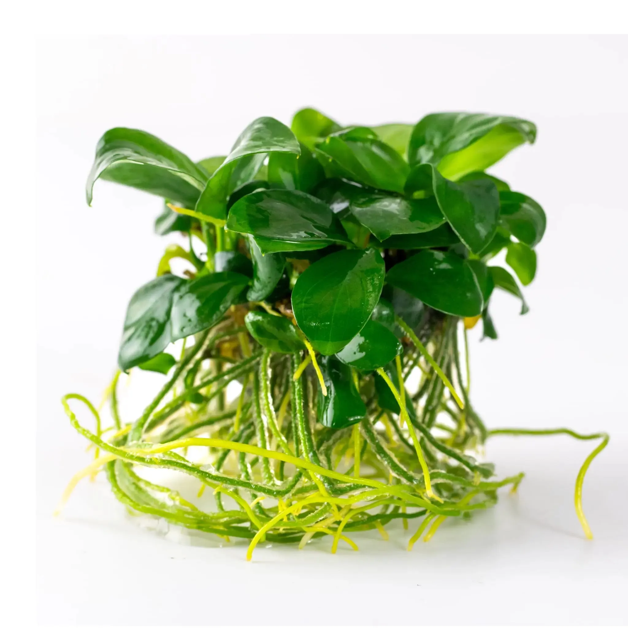 Tropica Anubias barteri nana 1-2-Grow!!