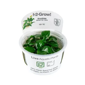 Tropica Anubias barteri nana 1-2-Grow!!