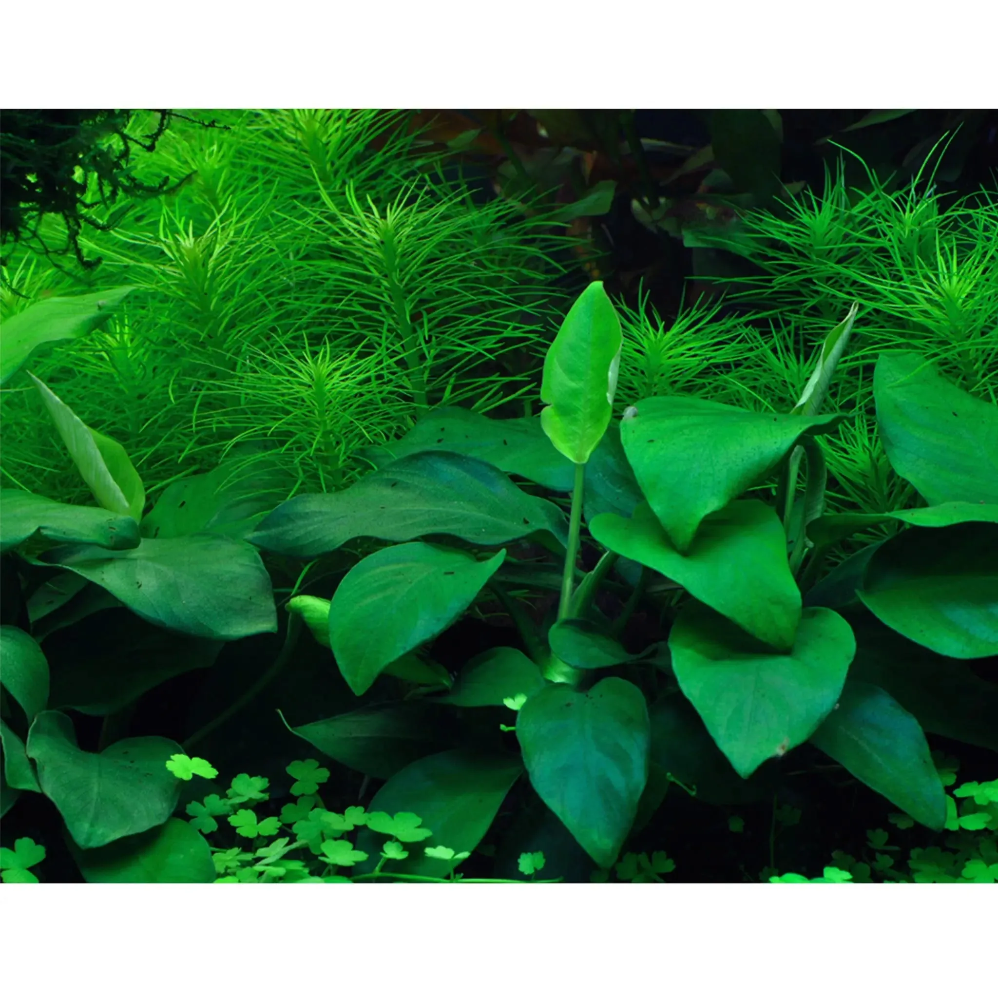 Tropica Anubias barteri nana 1-2-Grow!!