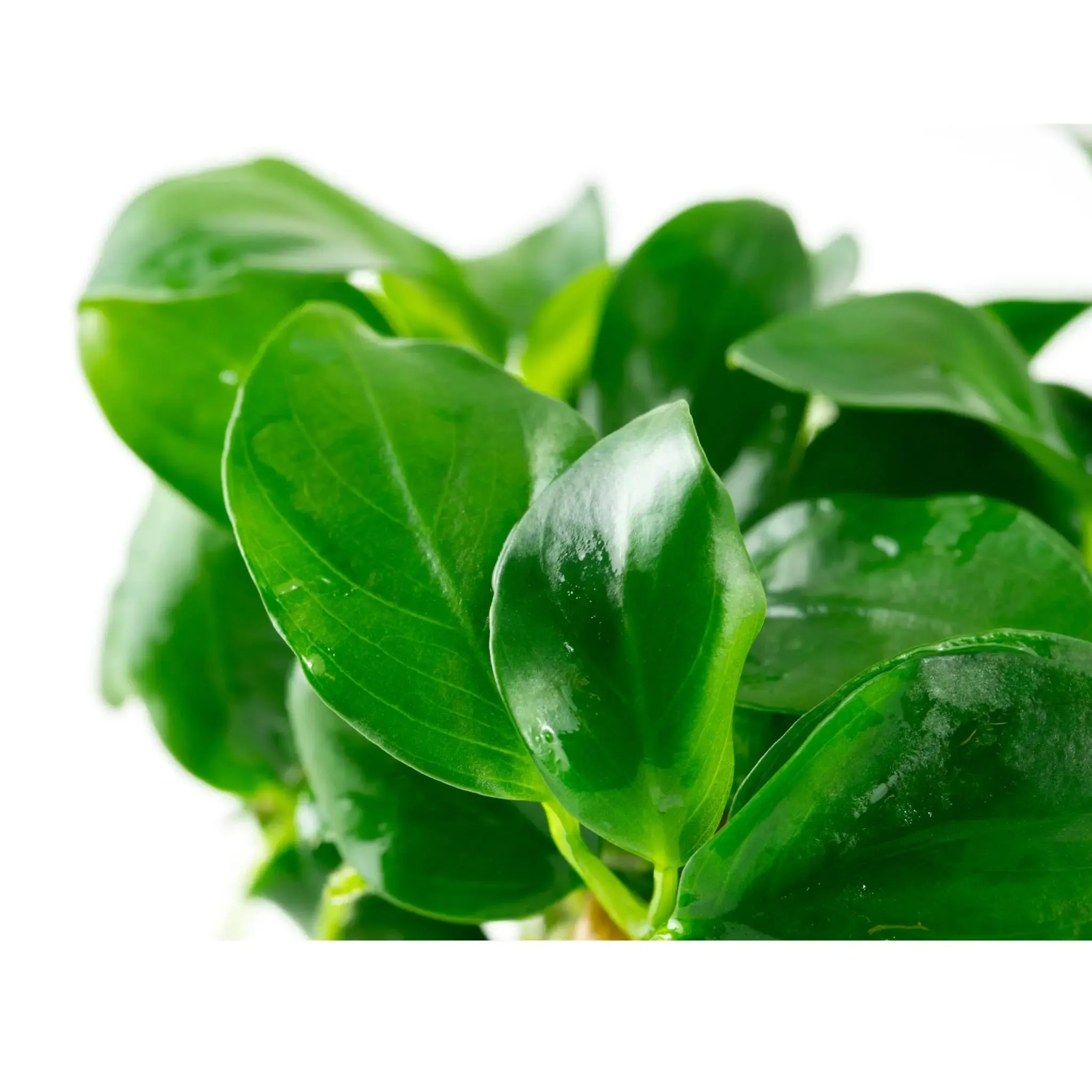 Tropica Anubias barteri nana 1-2-Grow!!