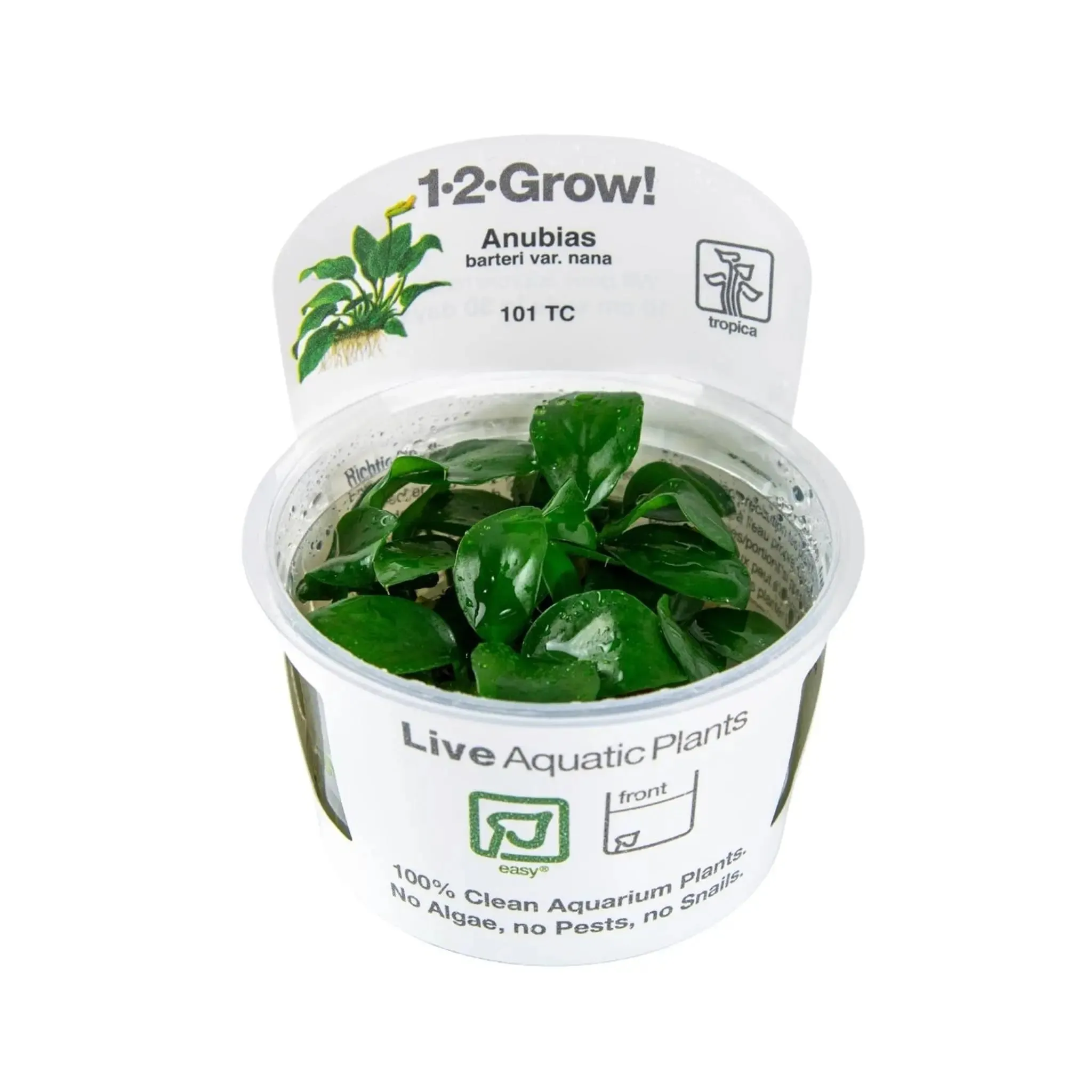 Tropica Anubias barteri nana 1-2-Grow!!