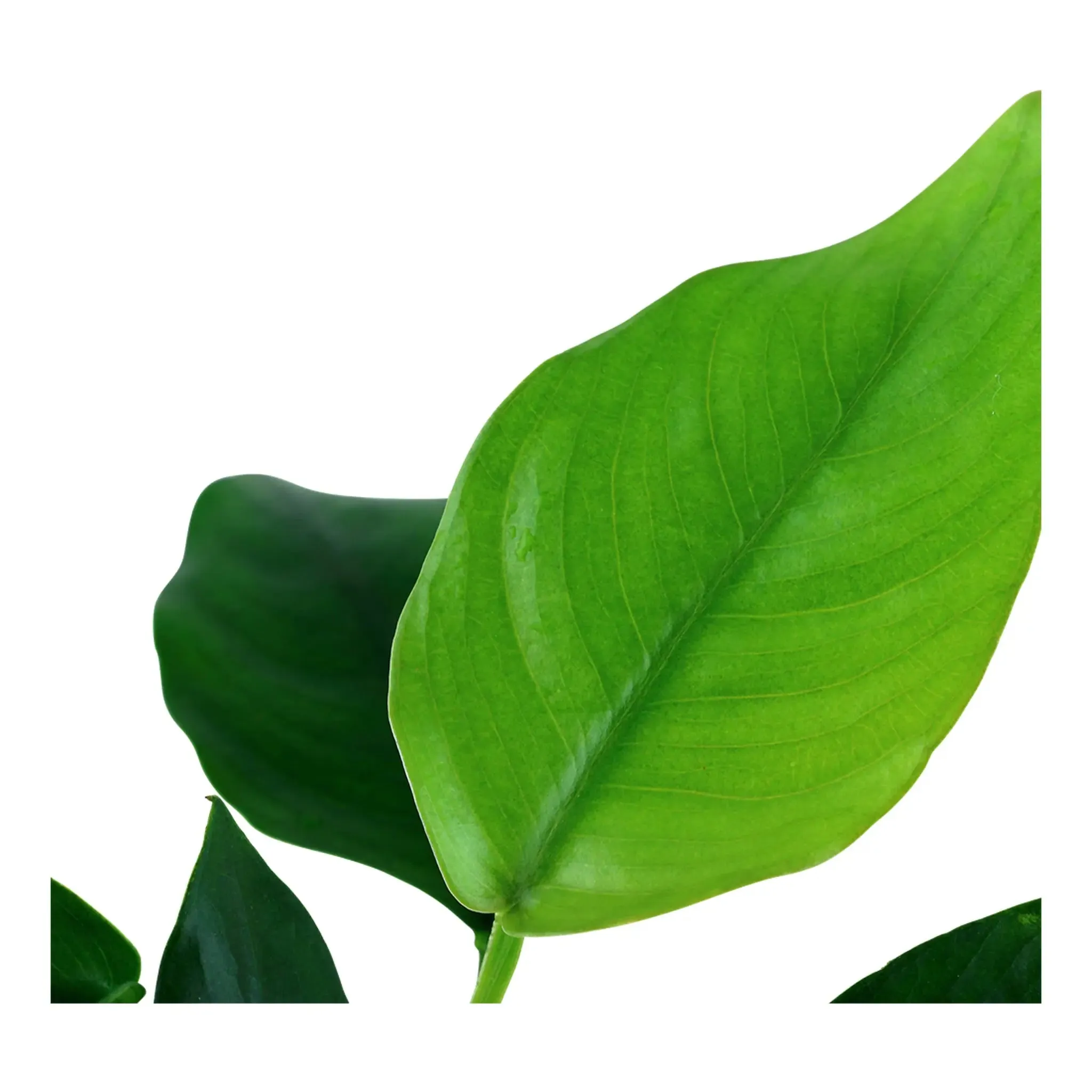 Tropica Anubias barteri nana on Decor - Floating