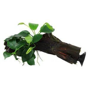 Tropica Anubias barteri nana on Decor - Floating