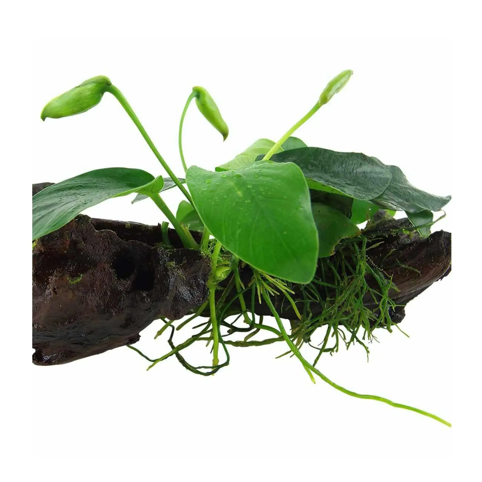 Tropica Anubias barteri nana on Decor - Floating