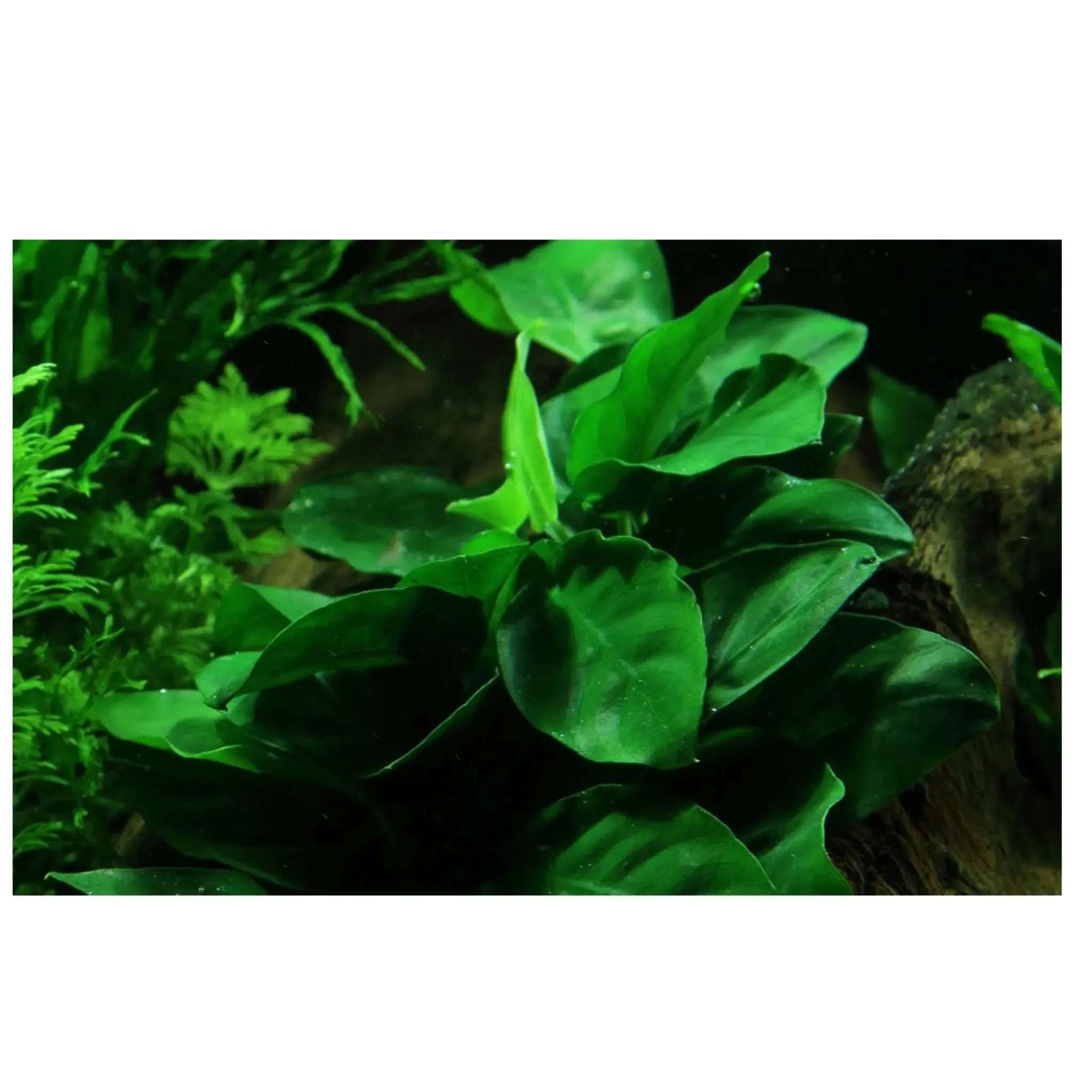 Tropica Anubias barteri nana on Decor - Floating