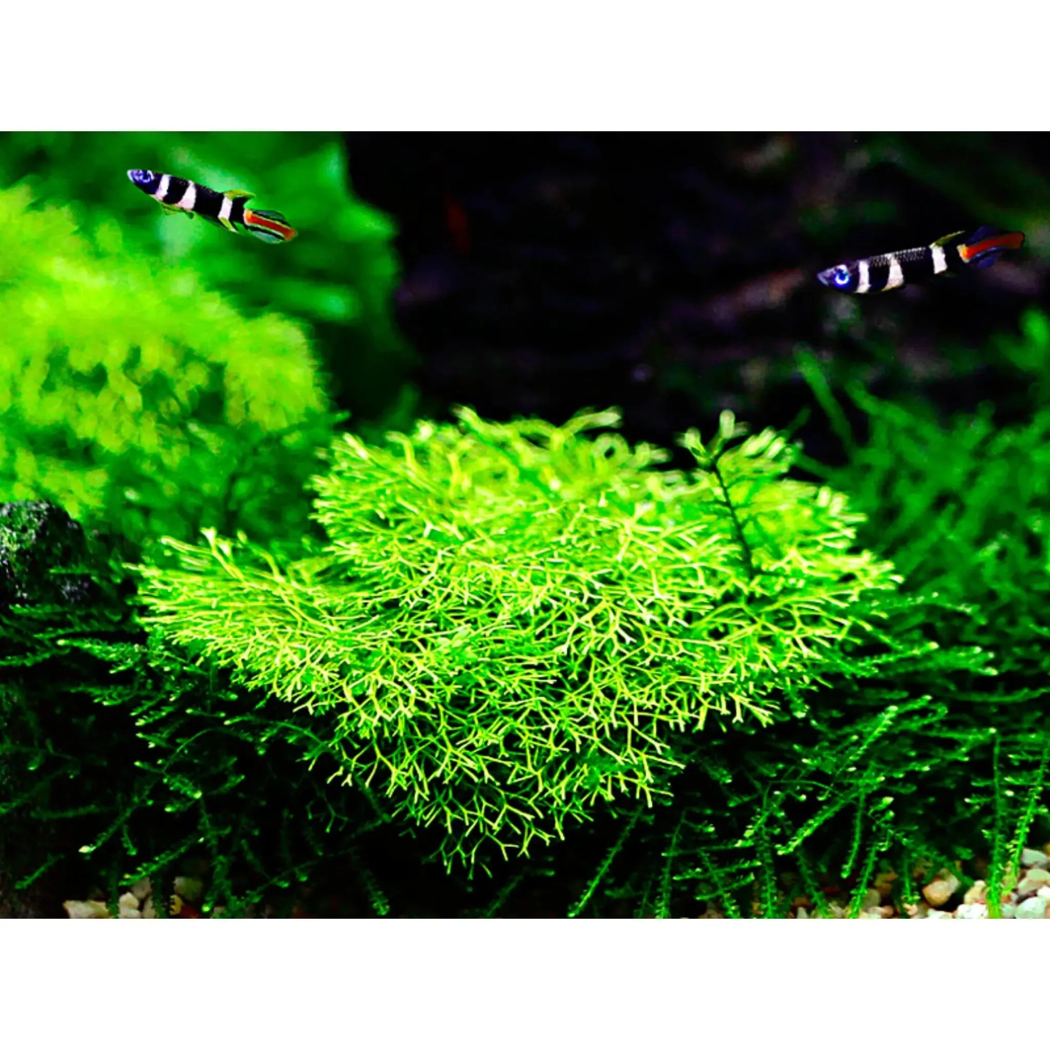 Tropica Riccia fluitans 1-2-GROW!