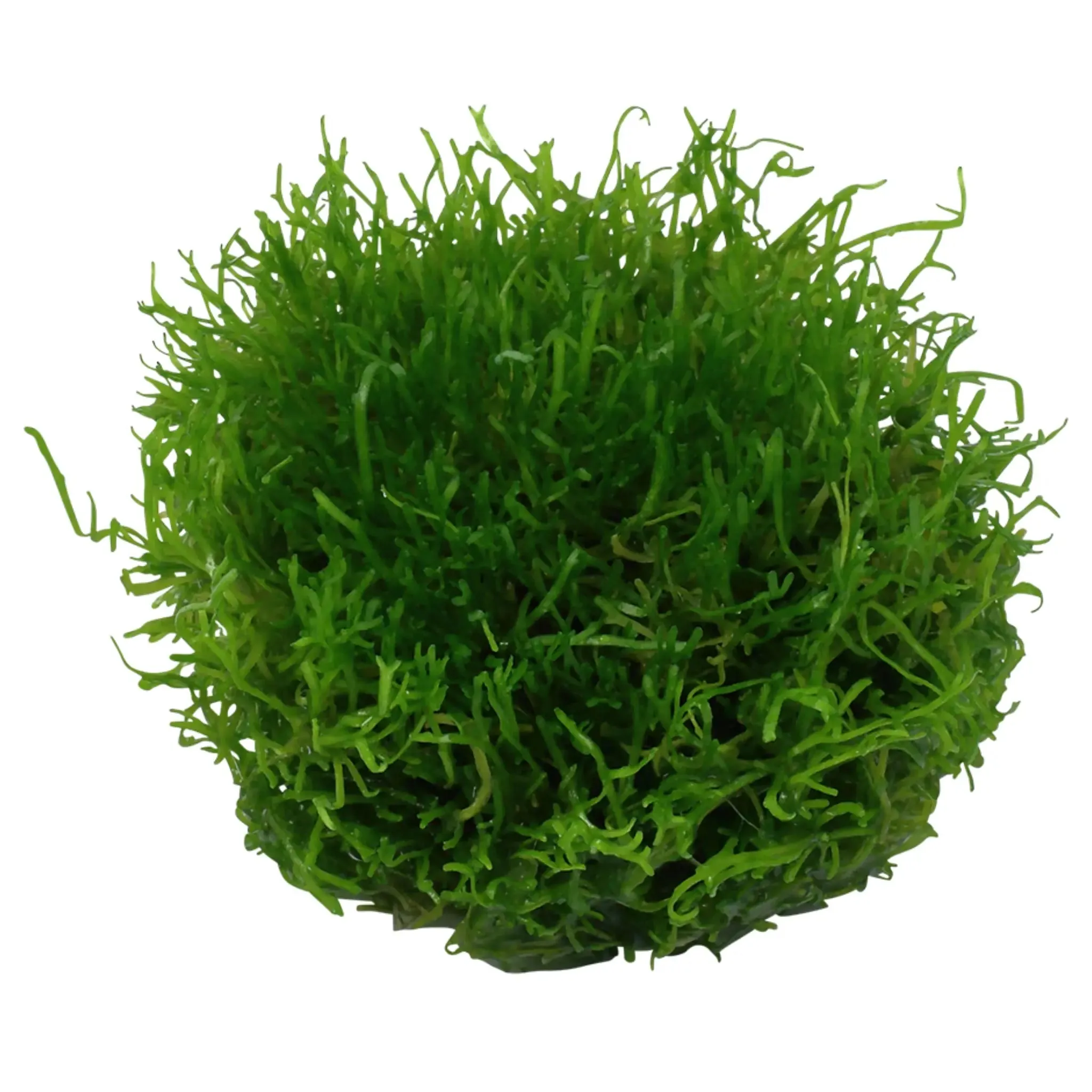 Tropica Riccia fluitans 1-2-GROW!
