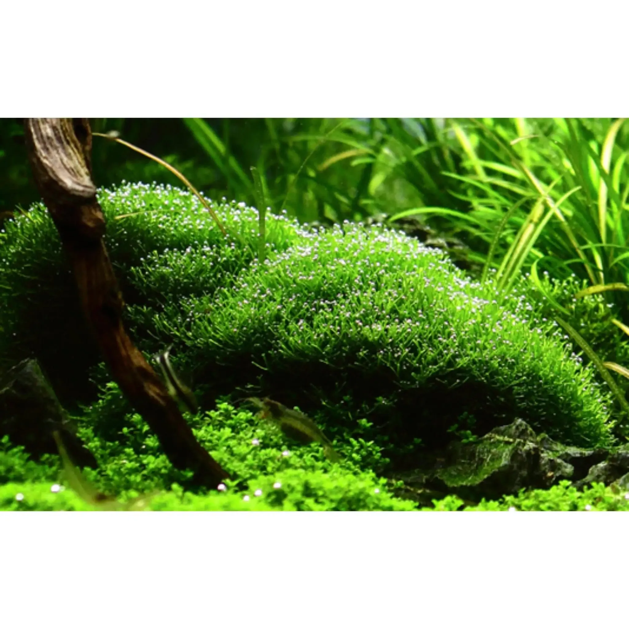 Tropica Riccia fluitans 1-2-GROW!